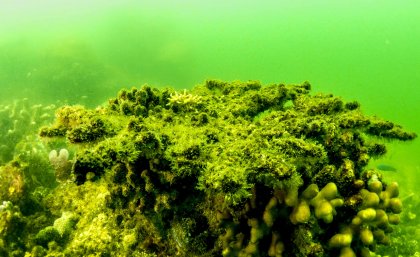 Reefs experiencing flood and poor water quality